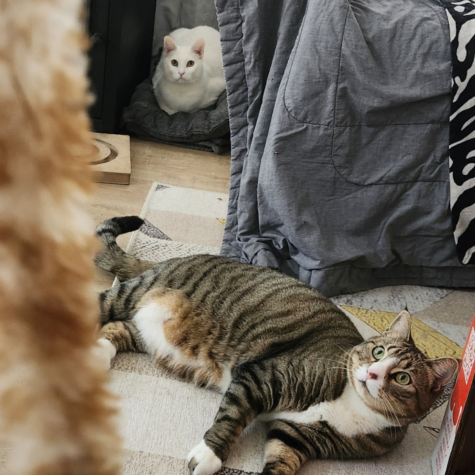 Lifelong Cat Caretaker photo 3