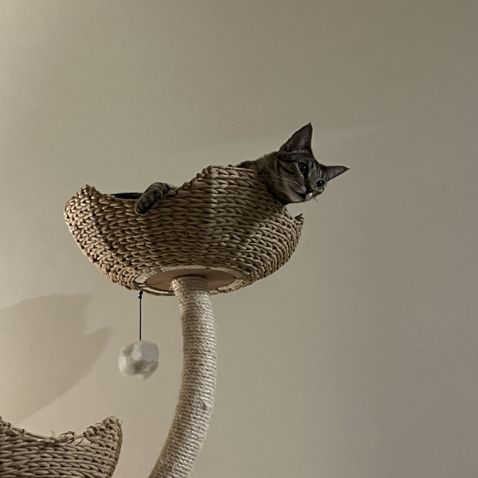 Experienced Cat Carer