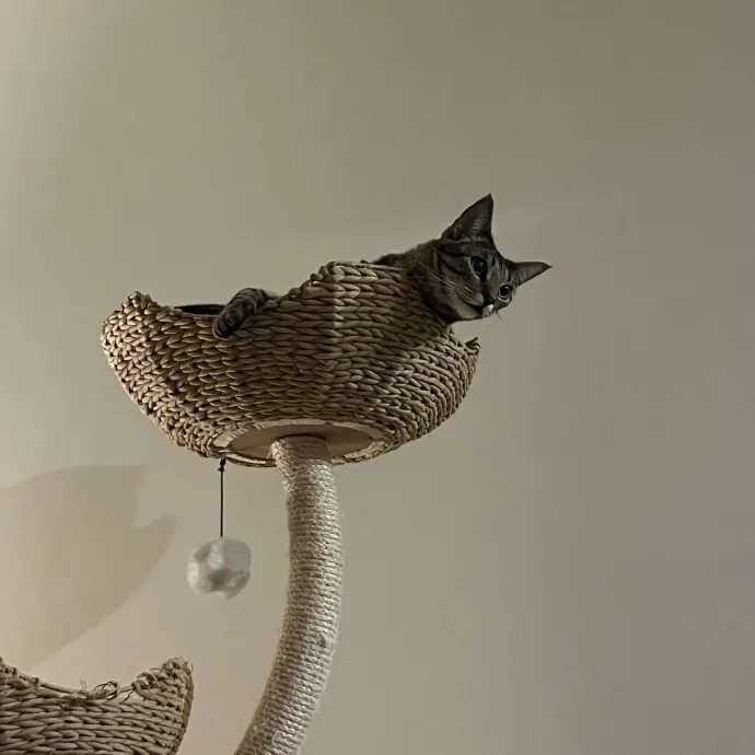 Experienced Cat Carer