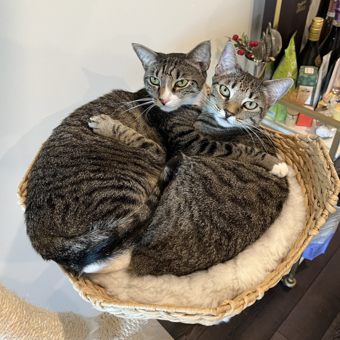 Experienced Cat Carer