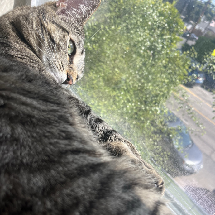 Experienced Cat Carer