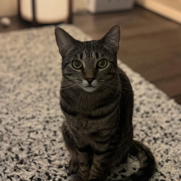 Experienced Cat Carer