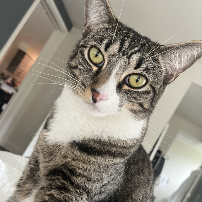 Experienced Cat Carer photo 3