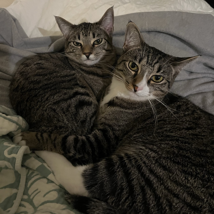 Experienced Cat Carer photo 2