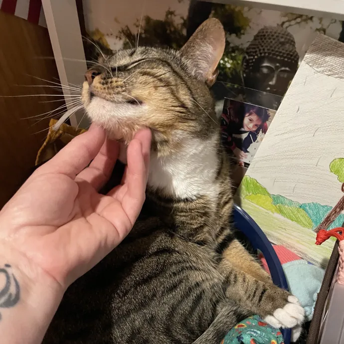 Gentle Loving Reliable Cat Care