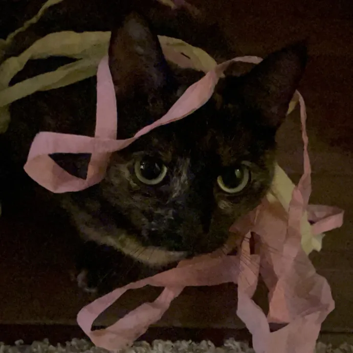 Gentle Loving Reliable Cat Care