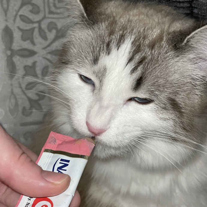 Gentle Loving Reliable Cat Care