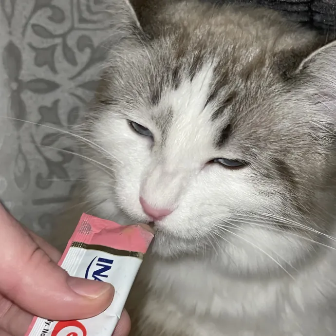 Gentle Loving Reliable Cat Care