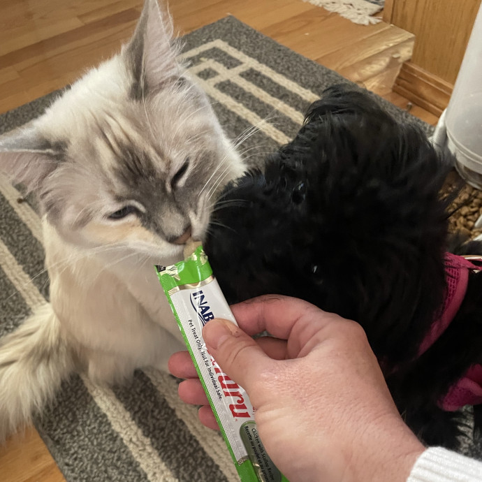 Gentle Loving Reliable Cat Care