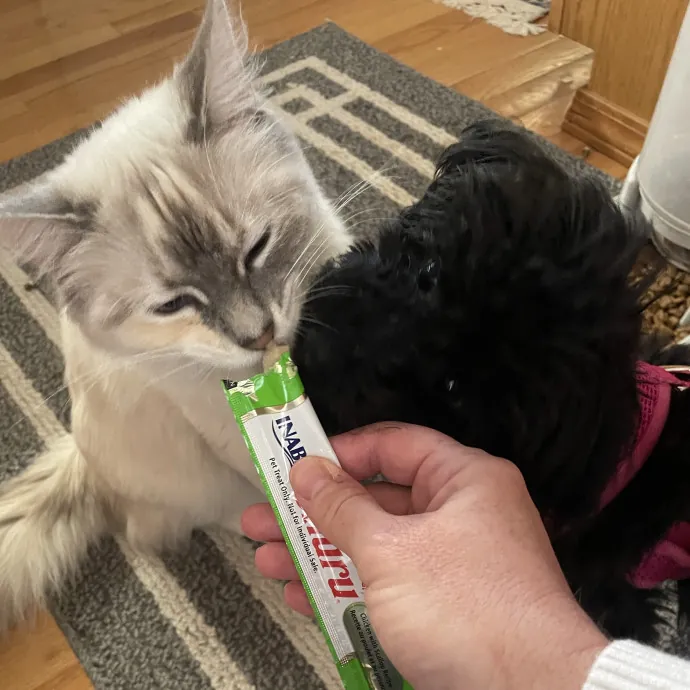 Gentle Loving Reliable Cat Care