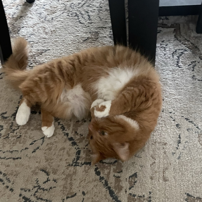 Gentle Loving Reliable Cat Care