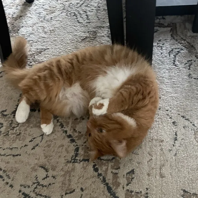 Gentle Loving Reliable Cat Care