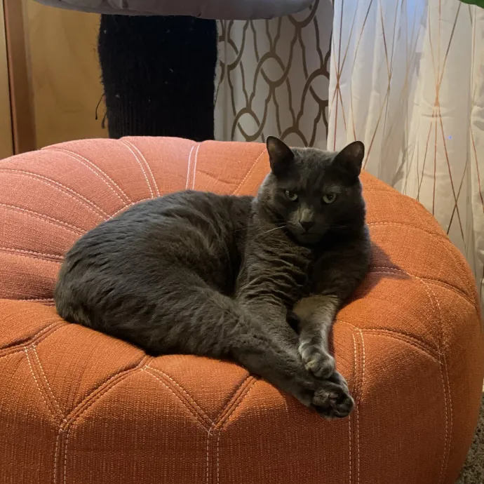 Gentle Loving Reliable Cat Care