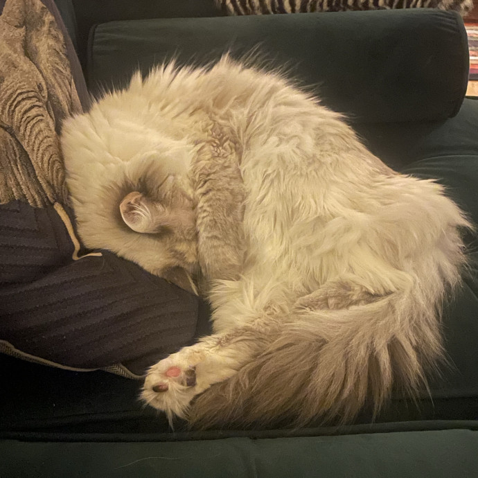 Gentle Loving Reliable Cat Care