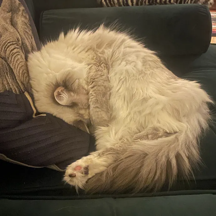 Gentle Loving Reliable Cat Care