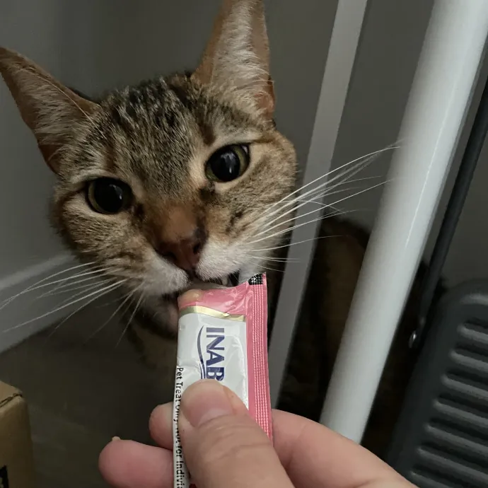 Gentle Loving Reliable Cat Care