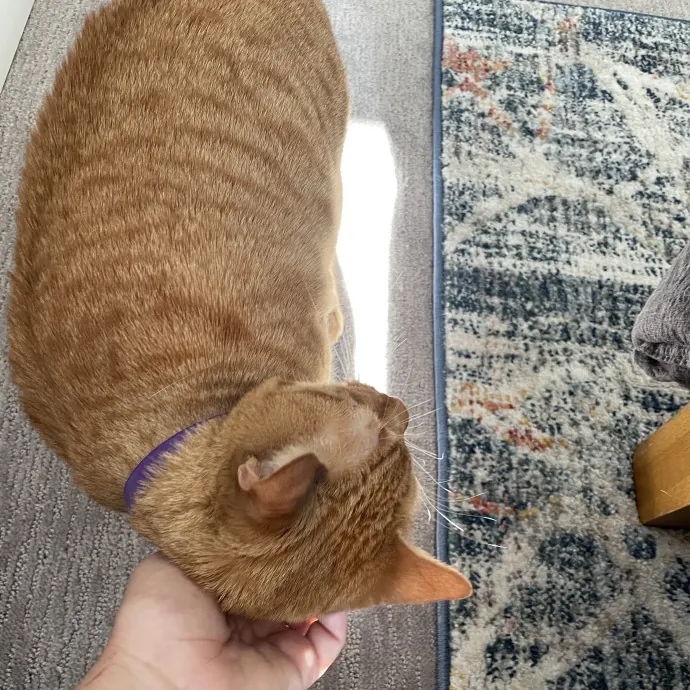 Gentle Loving Reliable Cat Care