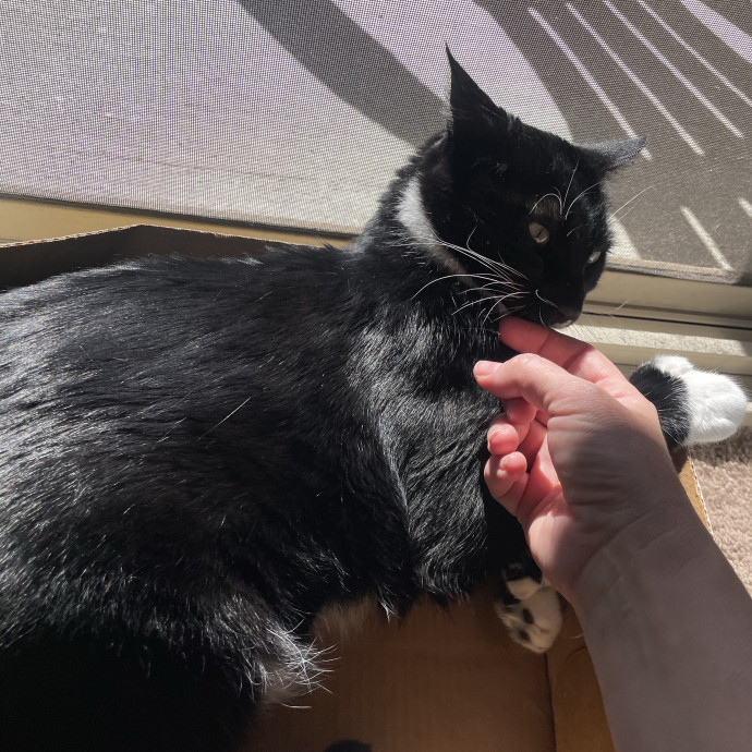 Gentle Loving Reliable Cat Care