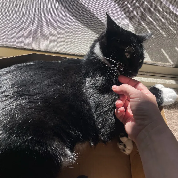 Gentle Loving Reliable Cat Care