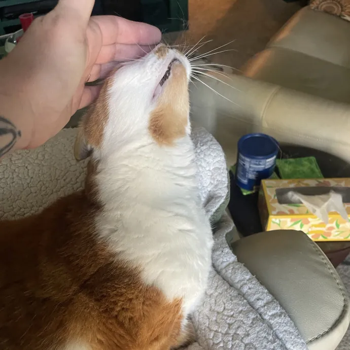 Gentle Loving Reliable Cat Care