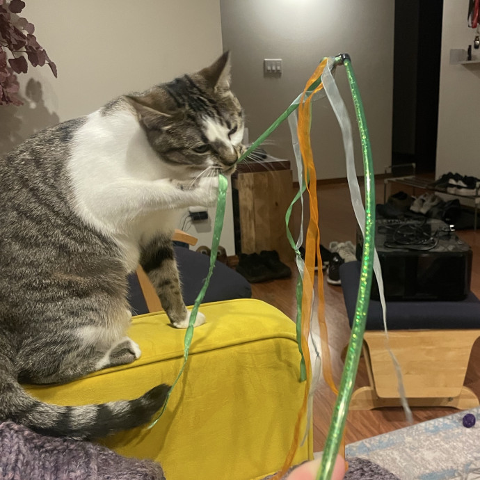 Gentle Loving Reliable Cat Care