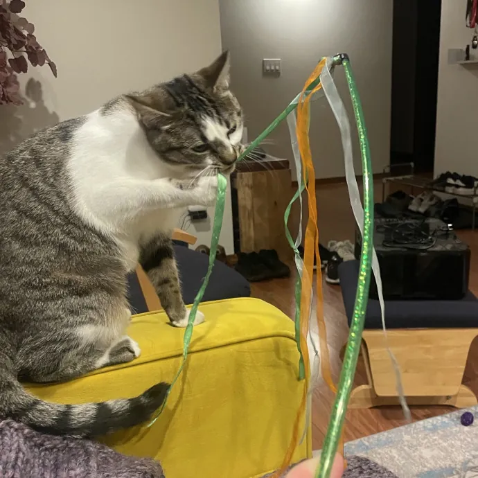 Gentle Loving Reliable Cat Care