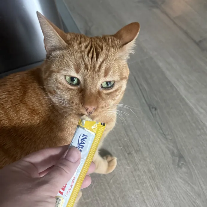 Gentle Loving Reliable Cat Care