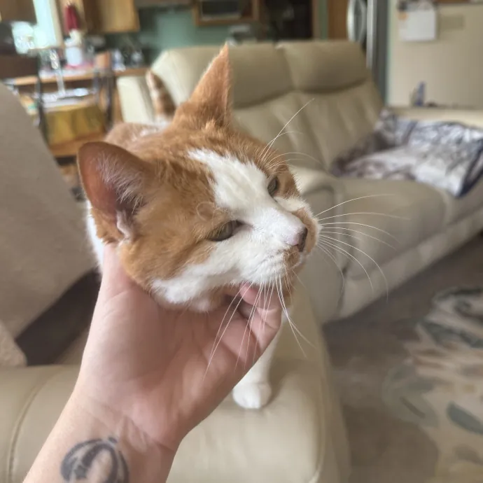 Gentle Loving Reliable Cat Care