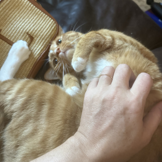 Gentle Loving Reliable Cat Care