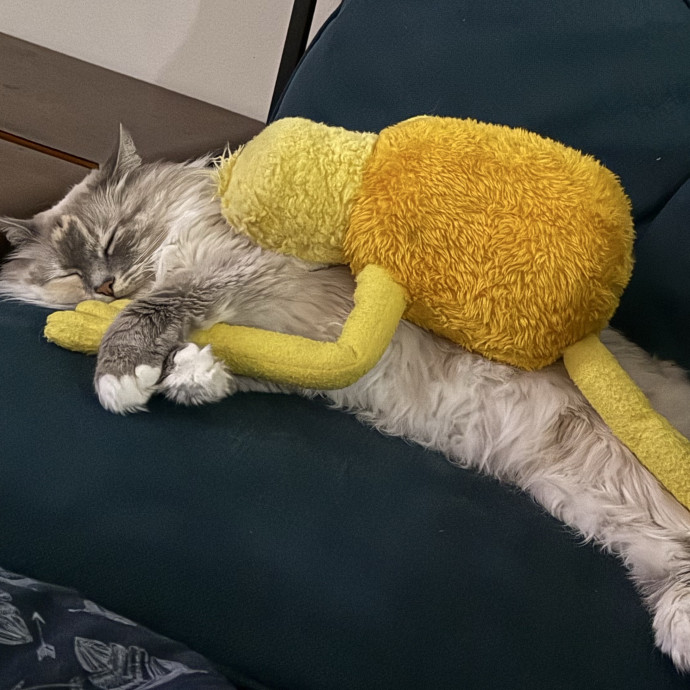 Gentle Loving Reliable Cat Care