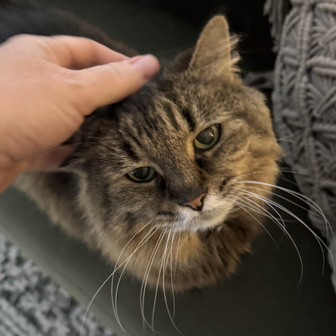 Gentle Loving Reliable Cat Care photo 3