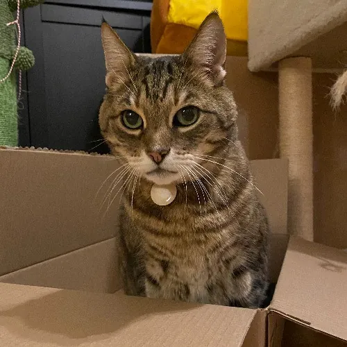 Lex's Feline Jamboree photo 2