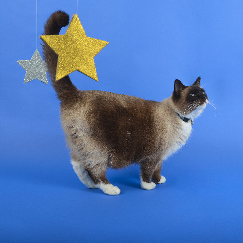 Michelle's Meowvalous Sitting Service