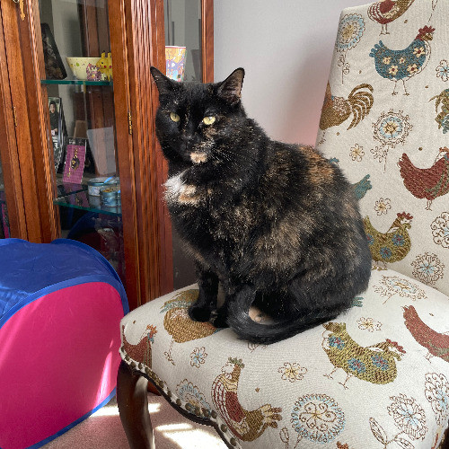 Michelle's Meowvalous Sitting Service