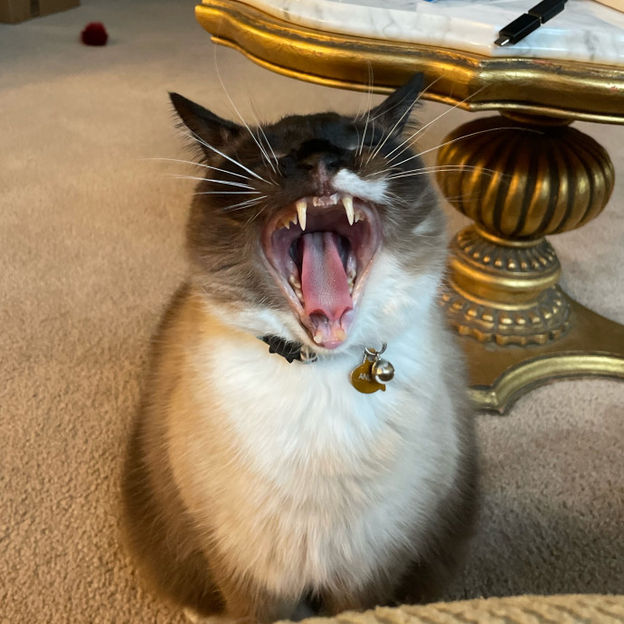 Michelle's Meowvalous Sitting Service