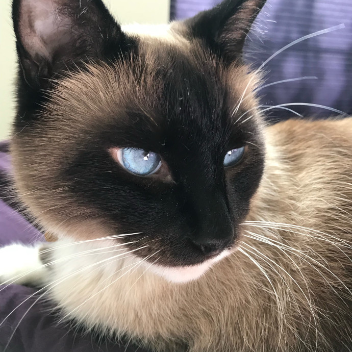 Michelle's Meowvalous Sitting Service
