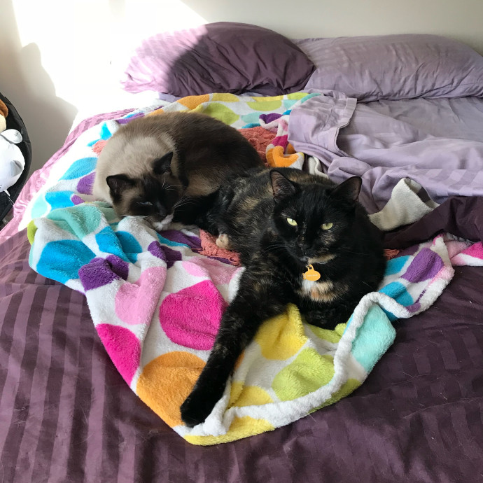 Michelle's Meowvalous Sitting Service photo 3