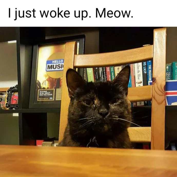 Amy Engelhardt The Cat Whisperer