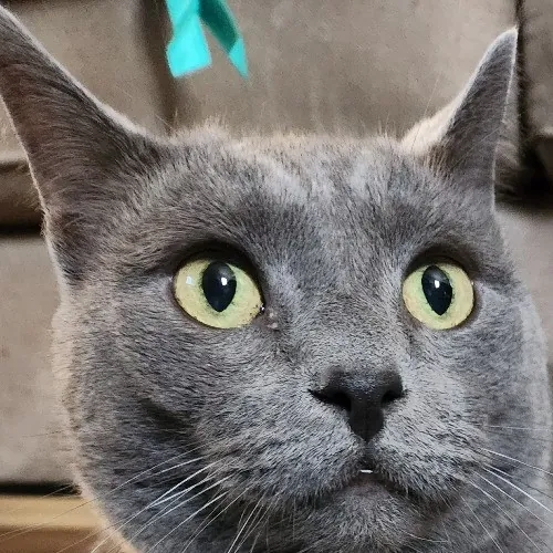 Amy Engelhardt The Cat Whisperer