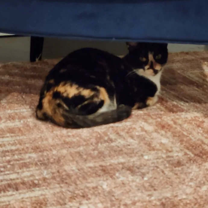 Amy Engelhardt The Cat Whisperer