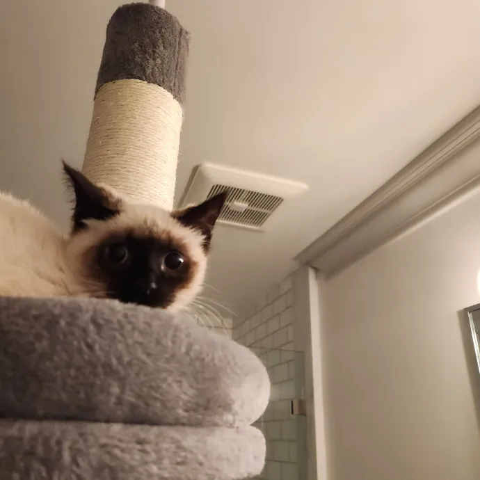 Amy Engelhardt The Cat Whisperer