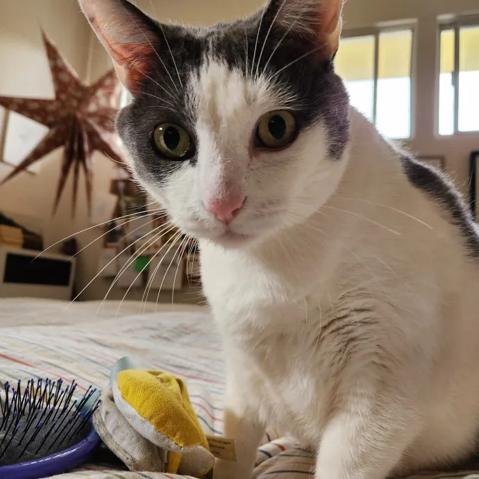 Amy Engelhardt The Cat Whisperer