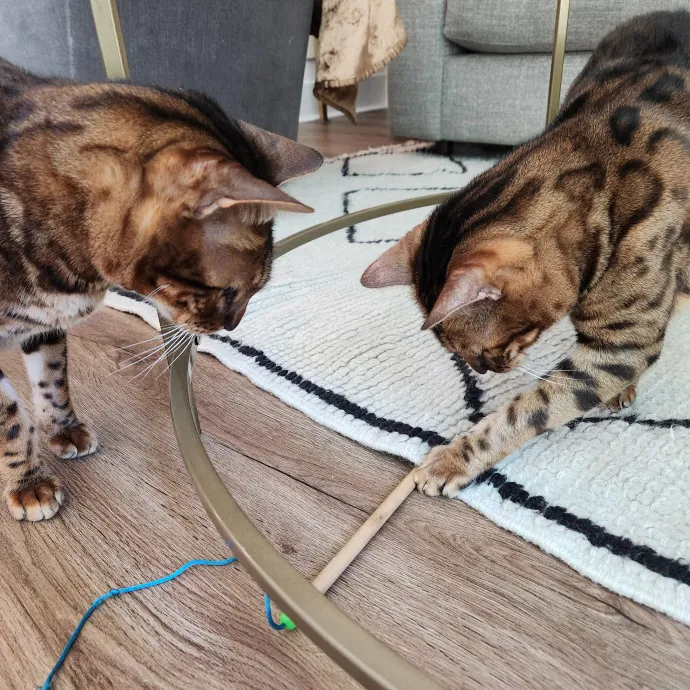 Amy Engelhardt The Cat Whisperer