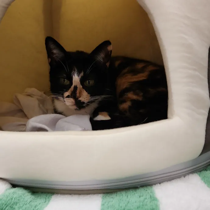 Amy Engelhardt The Cat Whisperer