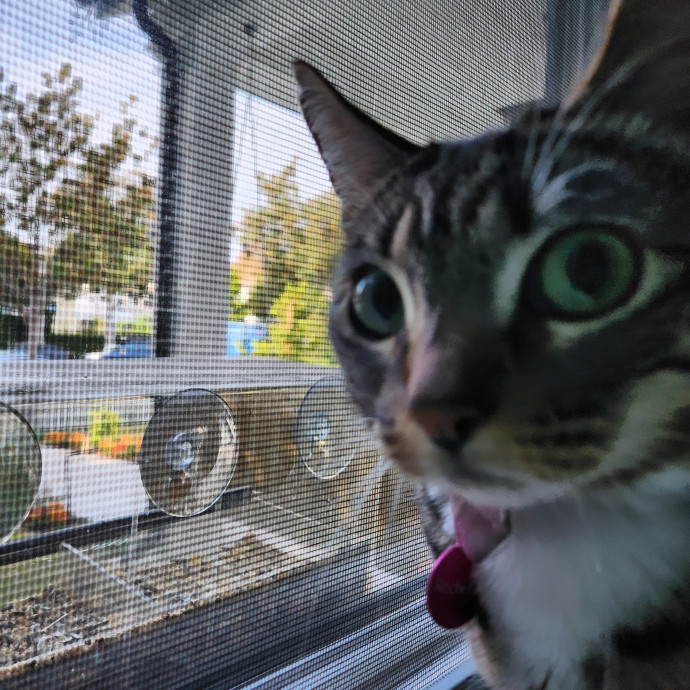 Amy The Cat Whisperer