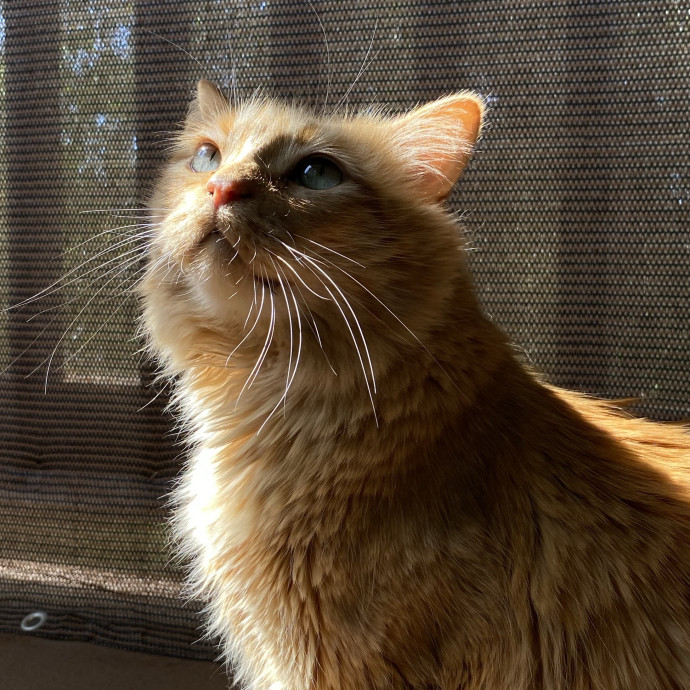 Miriah Perez Petsitting