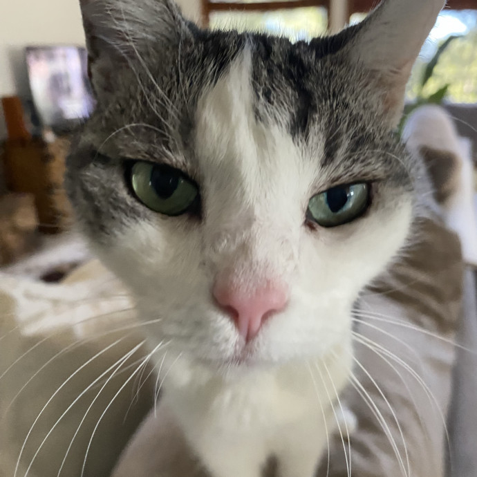Miriah Perez Petsitting