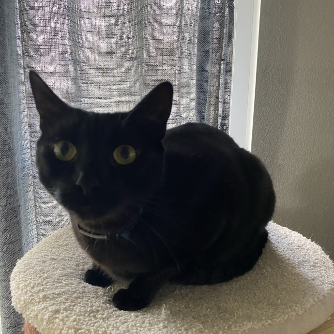 Miriah Perez Petsitting
