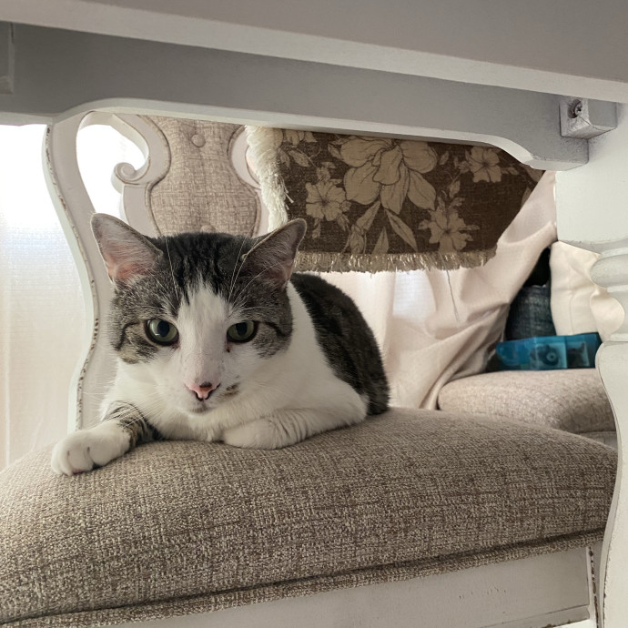 Miriah Perez Petsitting