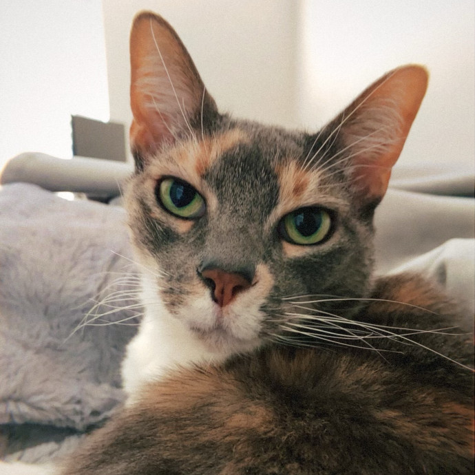 Miriah Perez Petsitting